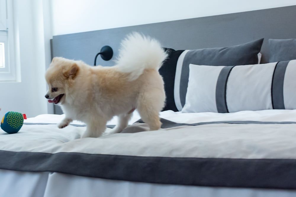 ידידותי לחיות מחמד