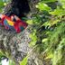 אחר