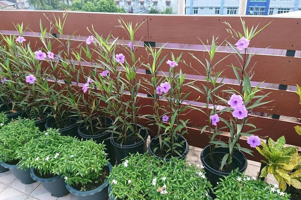 נוף חיצוני